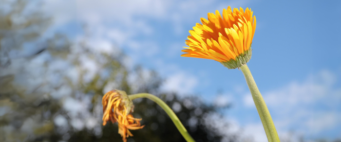 Любовная зависимость или здоровая любовь